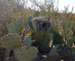 Nest in cactus